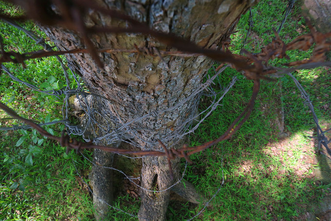 Hà Nội làm rào sắt, căng dây thép gai bảo vệ cây sưa đỏ